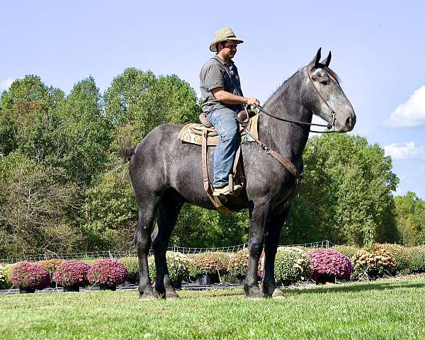 twins-draft-horse