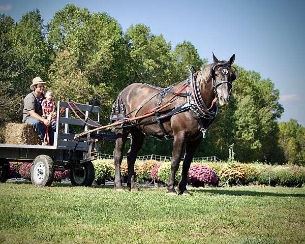 yours-draft-horse