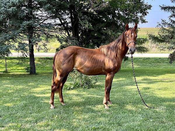 chestnut-quarter-horse-mare