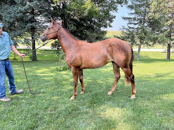 chestnut-aqha-mare