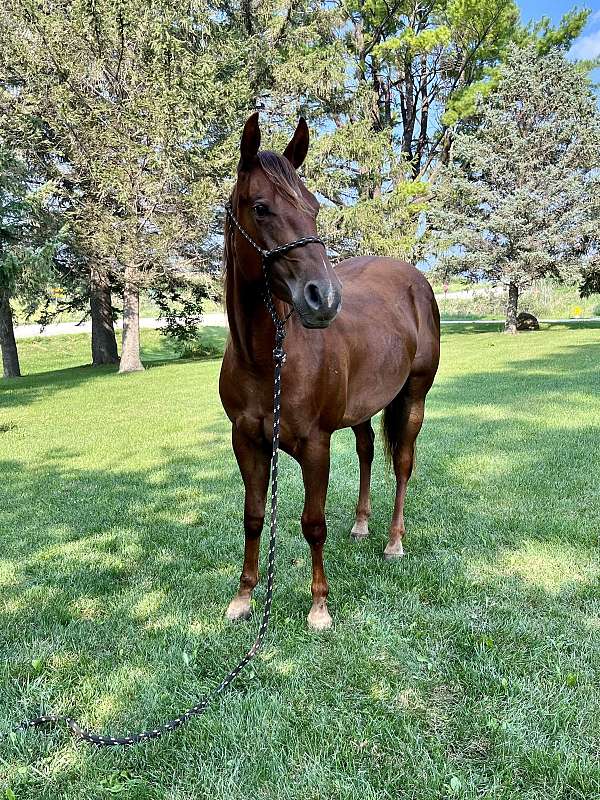 chestnut-aqha-horse