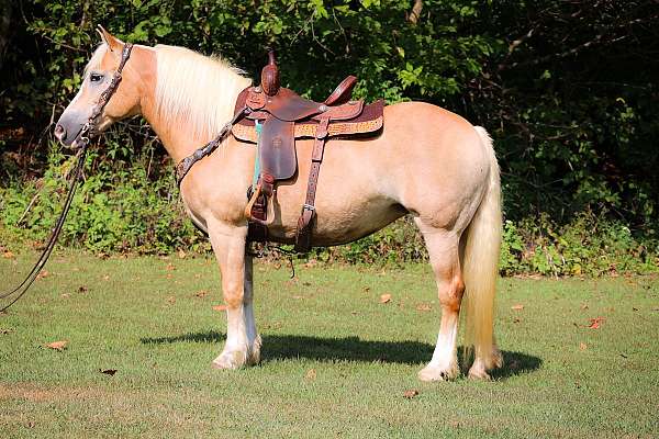 athletic-haflinger-horse