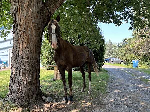 rocky-mountain-gelding