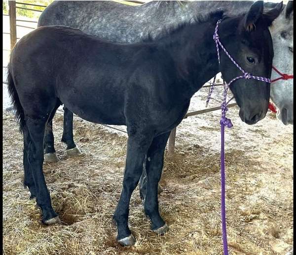 dappled-draft-horse