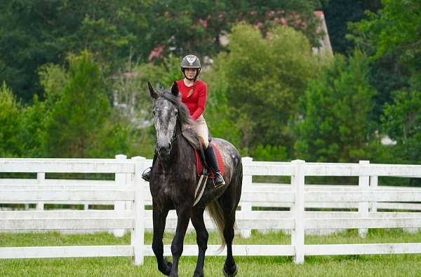 dressage-draft-horse