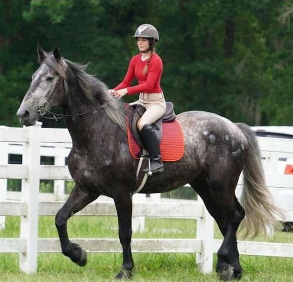 eventing-draft-horse