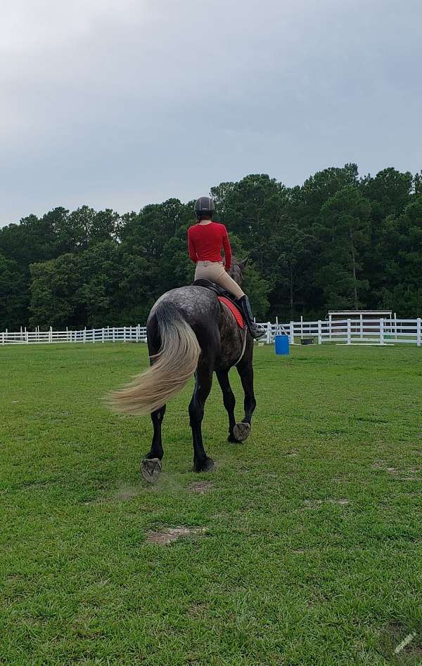 flashy-draft-horse