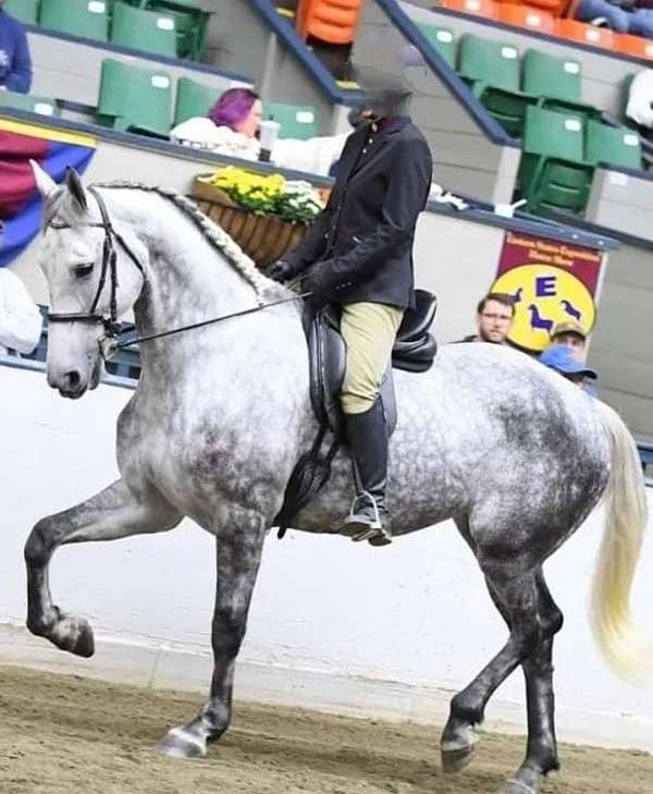 ridden-western-draft-horse