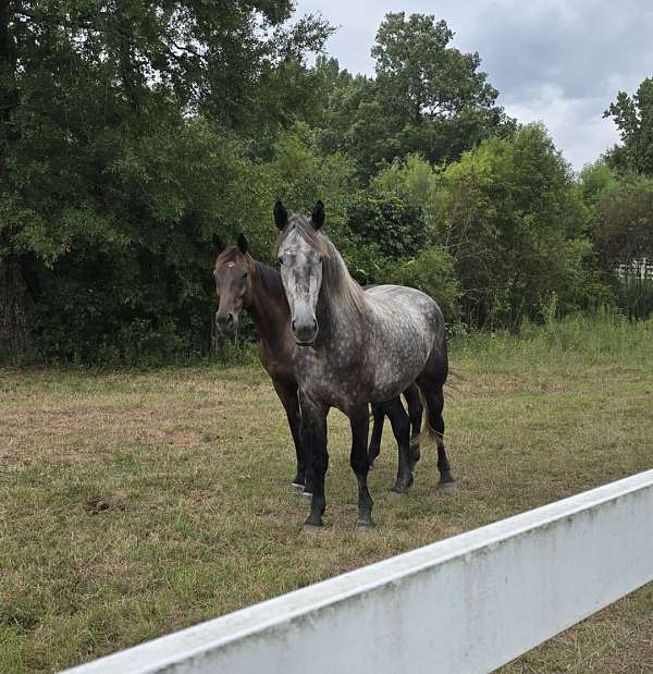 trail-riding-draft-horse