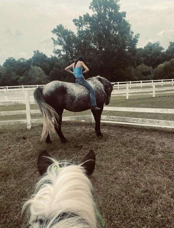 western-riding-draft-horse