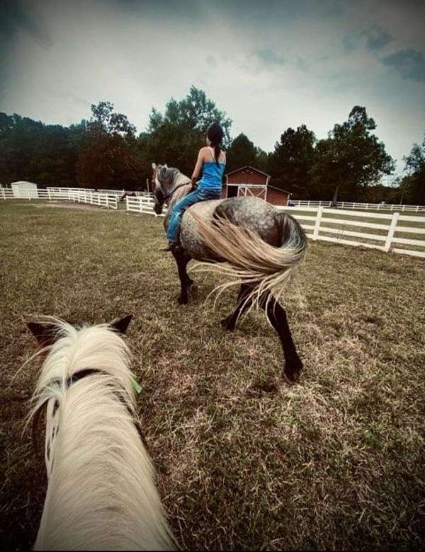 bloodlines-draft-horse