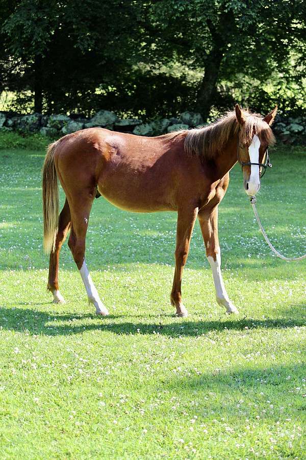 all-around-natural-horsemanship-training-paint-horse