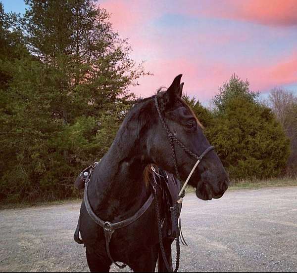 black-tennessee-walking-gelding