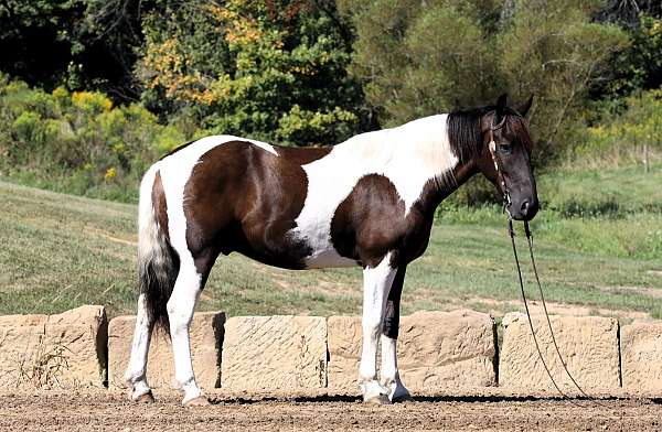 piebald-pack-horse