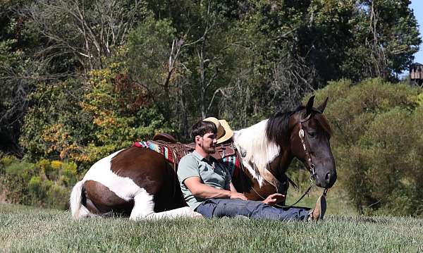 white-horse