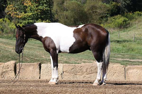 all-around-draft-horse