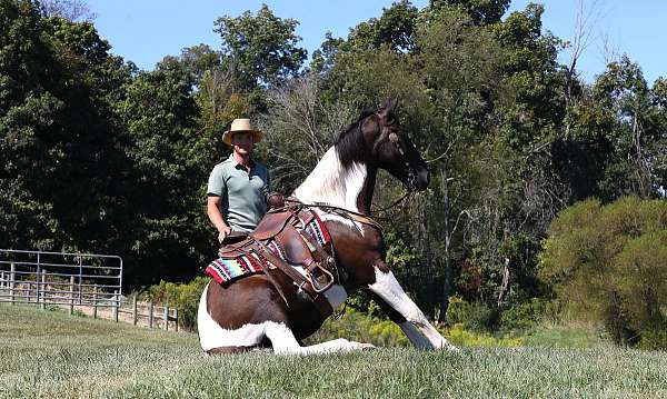 piebald-white-horse