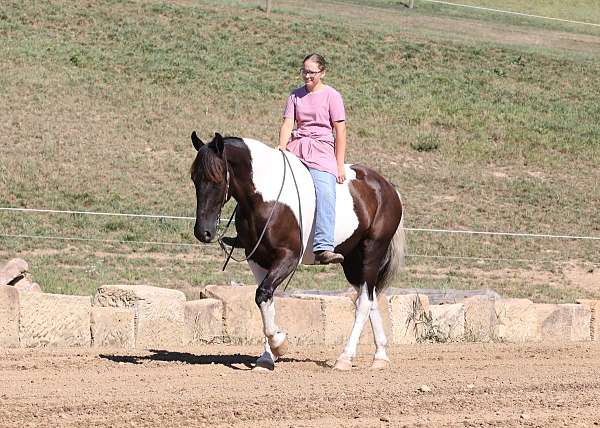 athletic-draft-horse