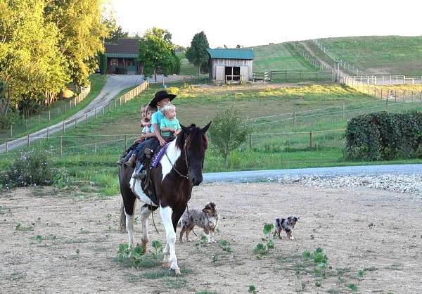 driving-draft-horse