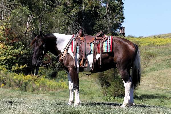 beginner-draft-horse