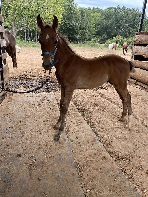 rocky-mountain-colt