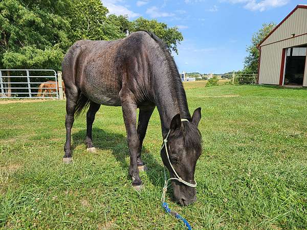 ponymanship-rocky-mountain-pony