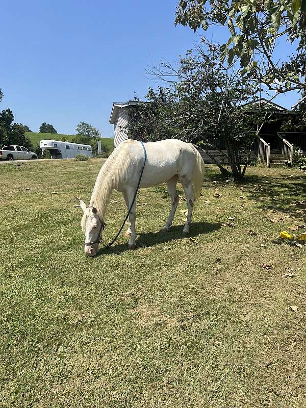 white-tennessee-walking-mare