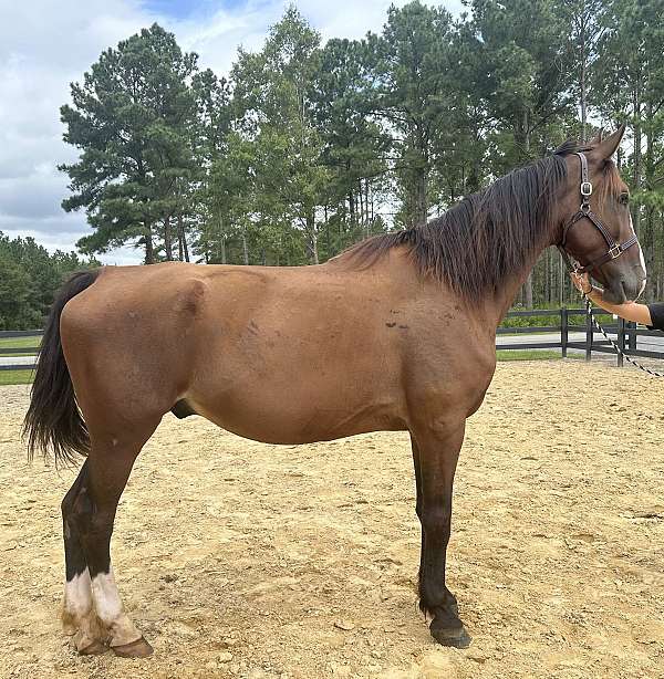 bay-dutch-warmblood-gelding