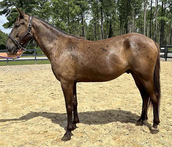 cross-trail-friesian-quarter-horse