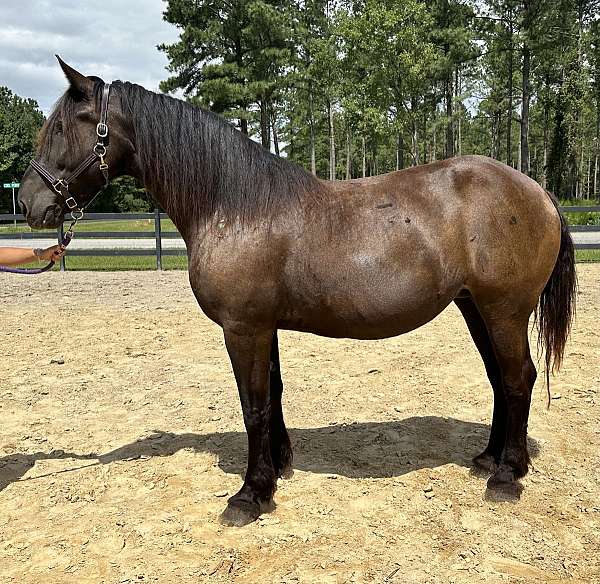 black-percheron-mare