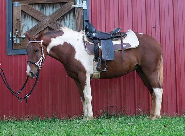 white-partial-stripe-horse