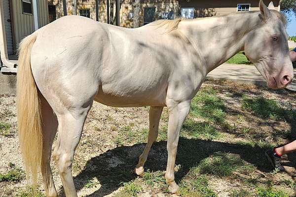 trail-riding-quarter-horse