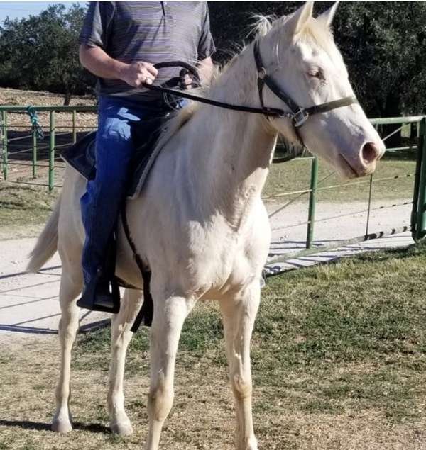 perlino-blue-eyed-horse