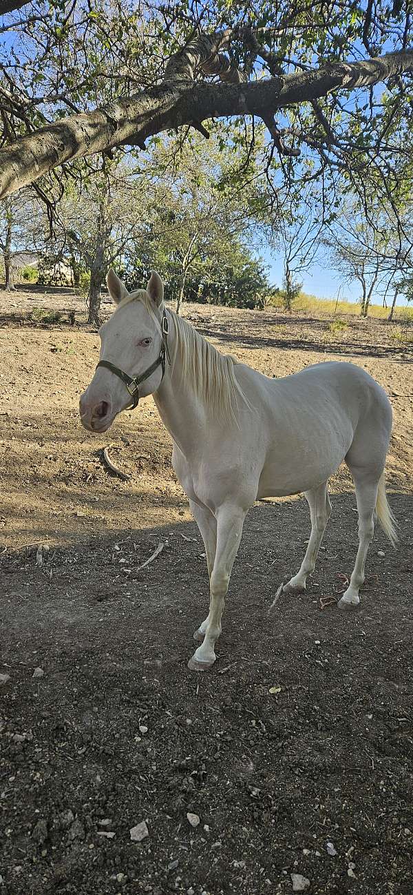 trail-riding-quarter-horse