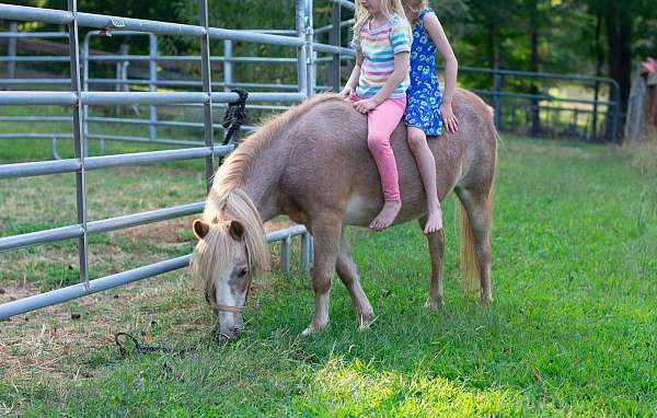 all-around-kid-safe-palomino-pony