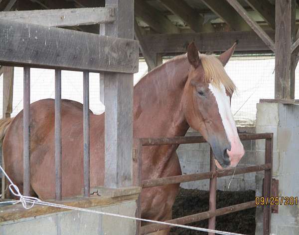 bdhca-belgian-horse