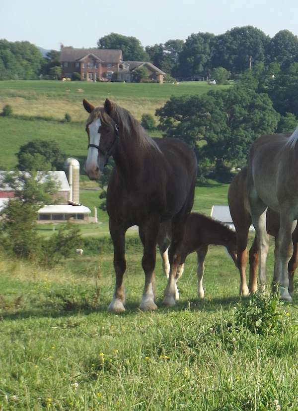 draft-belgian-horse