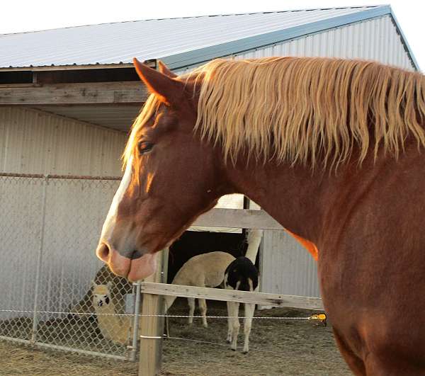 bdhca-belgian-horse