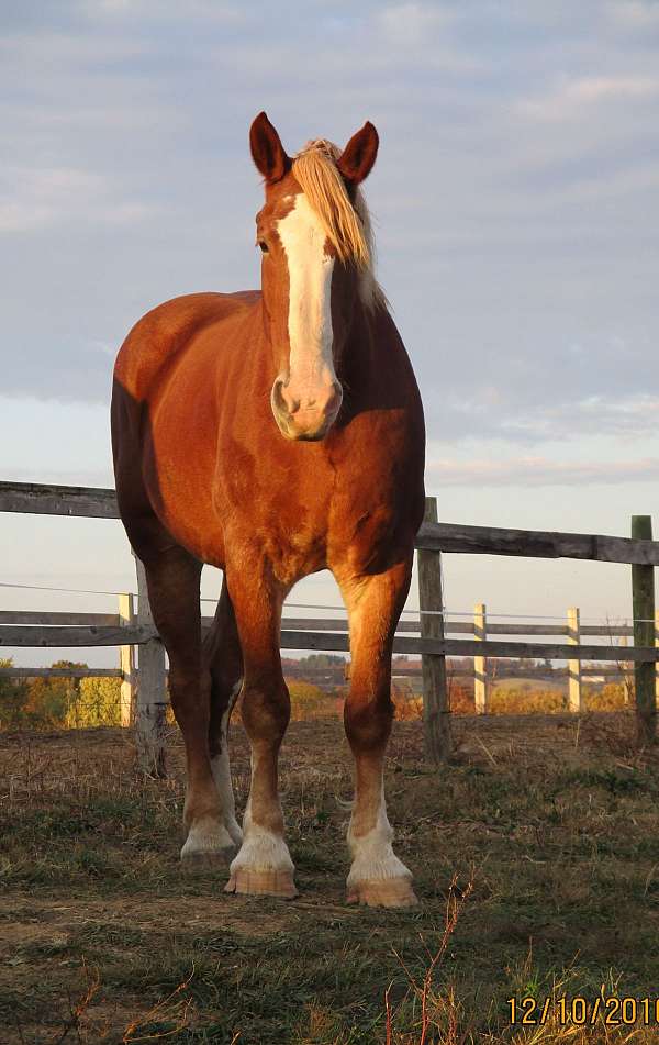 belgian-horse