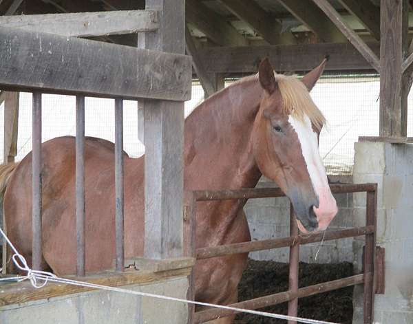 draft-belgian-horse