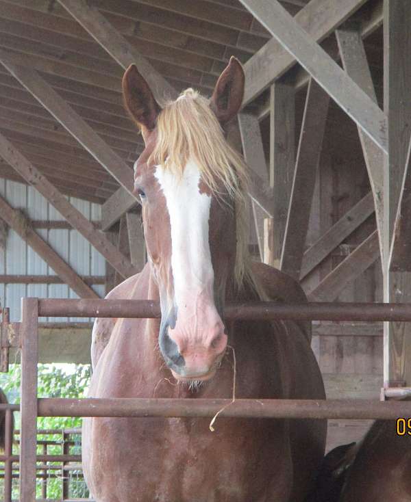 companion-animal-belgian-horse