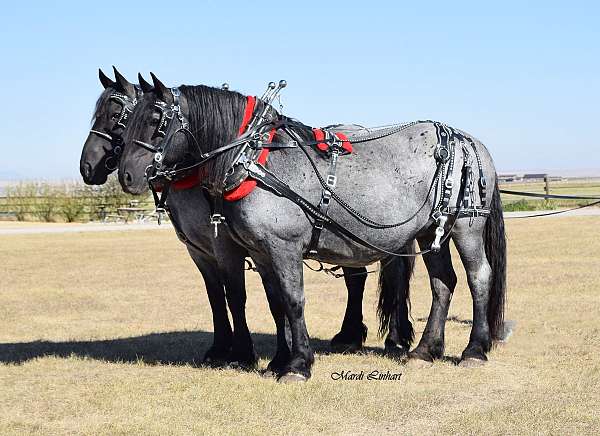 barn-percheron-horse