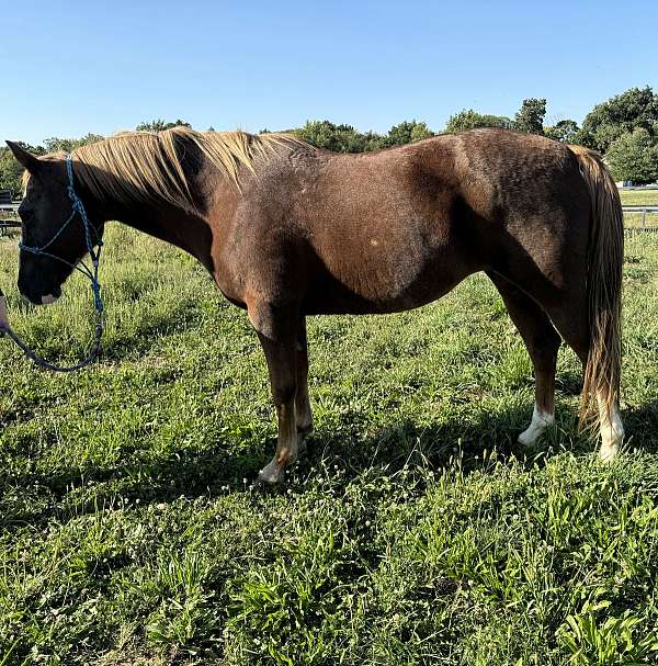 aqha-quarter-horse