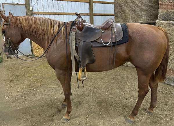 barrel-horse-prospect-mare