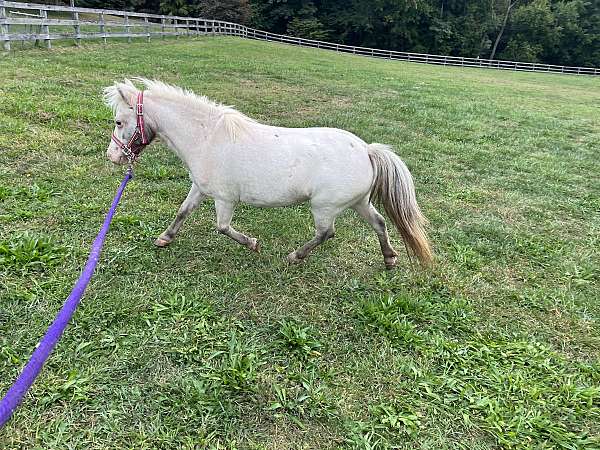 homozygous-appaloosa-pinto-horse