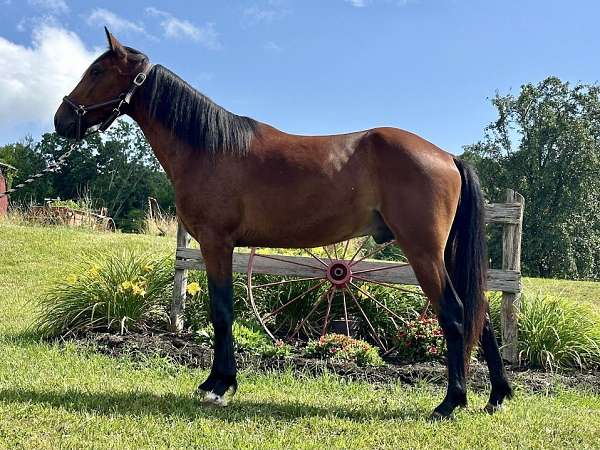 bay-standardbred-gelding