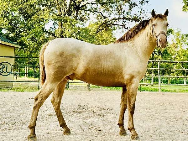 andalusian-stallion