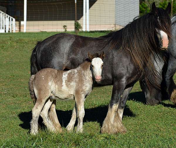 gypsy-gypsyvanner-gypsycob-minigypsy-vanner-pony