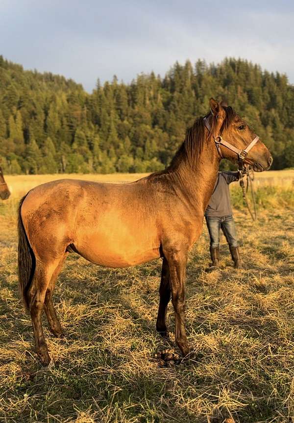 bay-andalusian-colt-mare