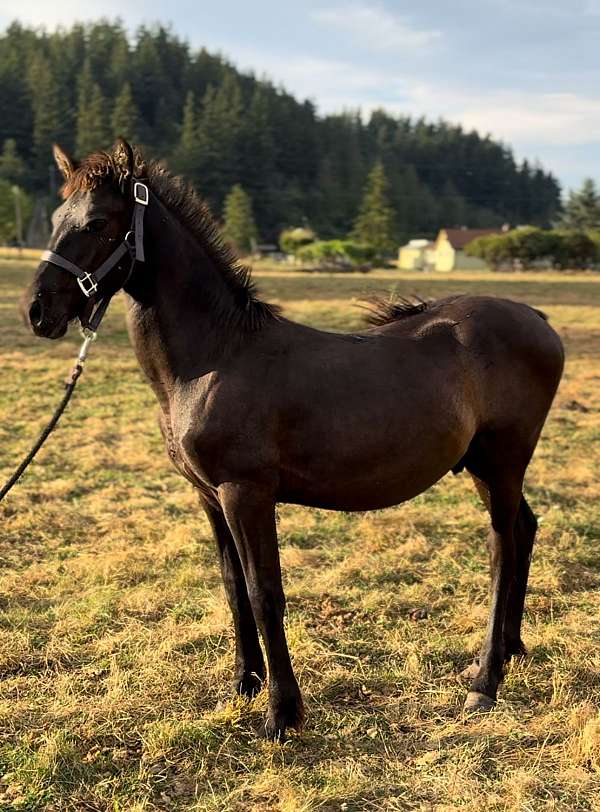 dressage-stallion-andalusian-friesian-horse